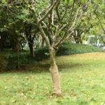 Provira Jute rollen 2 st 200 g/m² 0,5x50 m 100% jute